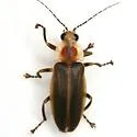 Photuris versicolor - photo 3