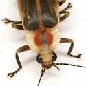 Photuris versicolor - photo 4