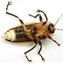 Photuris versicolor - photo 5