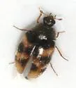 Phradonoma nobile