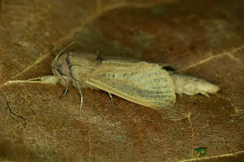 Reed Leopard - Phragmataecia castaneae