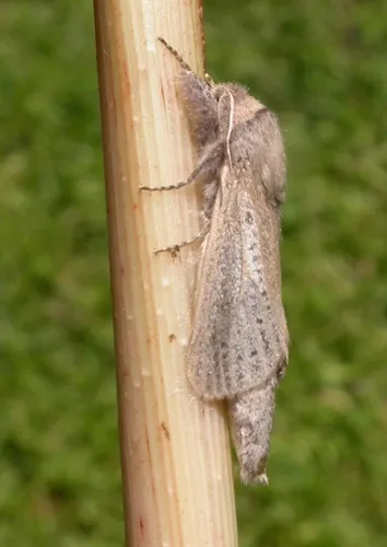 Reed Leopard - photo 5