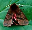 Large Ruby Tiger Moth - Hodges#8158