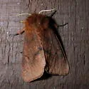 Large Ruby Tiger Moth - Hodges#8158 - photo 2