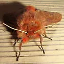 Large Ruby Tiger Moth - Hodges#8158 - photo 3