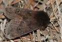 Large Ruby Tiger Moth - Hodges#8158 - photo 4