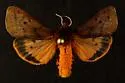 Lined Ruby Tiger Moth - Hodges#8157
