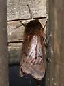 Lined Ruby Tiger Moth - Hodges#8157 - photo 2
