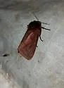 Lined Ruby Tiger Moth - Hodges#8157 - photo 3