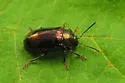 Phratora americana