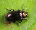 Phratora americana - photo 4