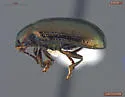 Birch Leaf Beetle - photo 2