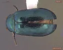 Phratora interstitialis - Phratora interstitialis