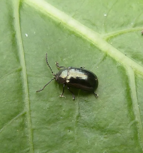 Phratora laticollis