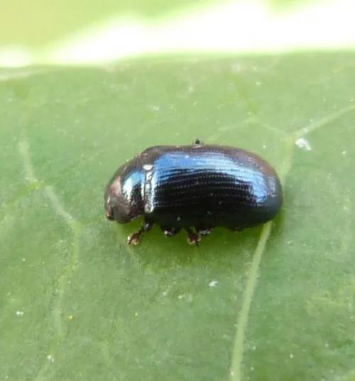 Phratora laticollis - photo 2