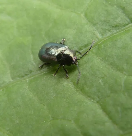 Phratora laticollis - photo 3
