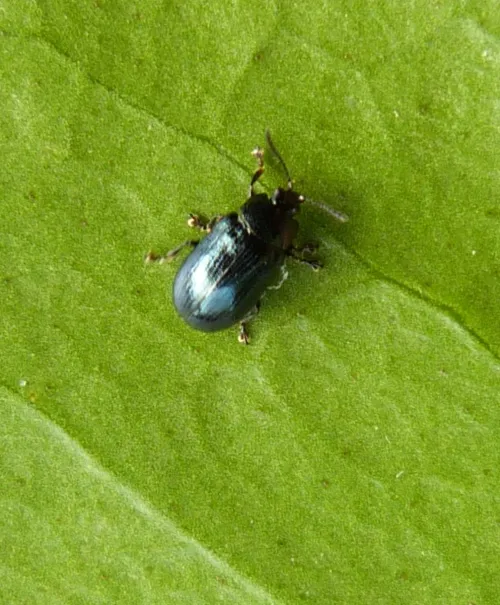 Phratora laticollis - photo 4