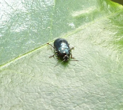 Phratora laticollis - photo 5