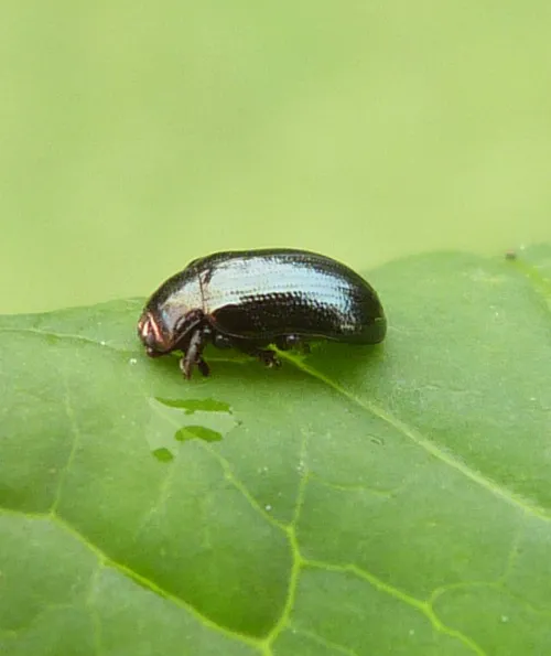Phratora laticollis - photo 6