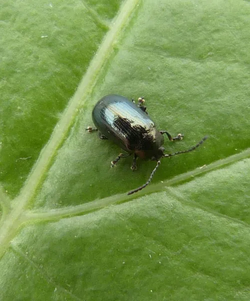 Phratora laticollis - photo 7