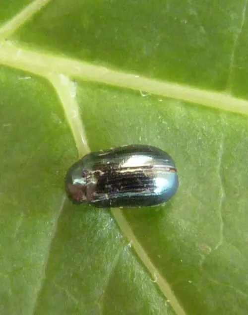 Phratora laticollis - photo 8
