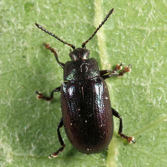Aspen Skeletonizer - photo 2