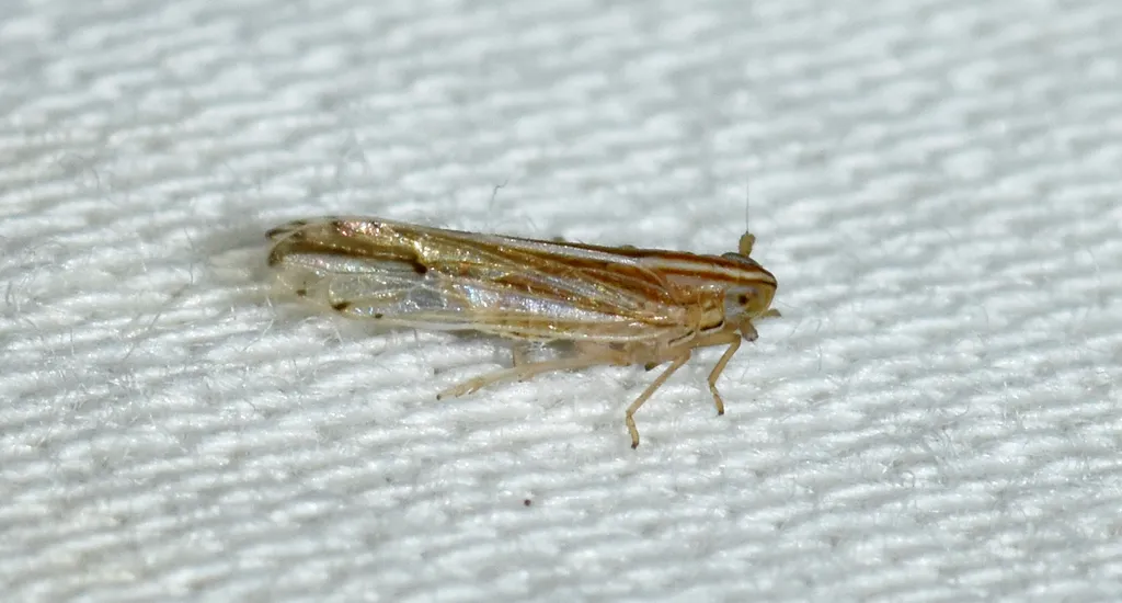 Phrictopyga occidentalis - photo 2