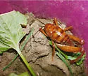 Truculent Camel Cricket