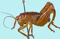 Truculent Camel Cricket - photo 2