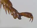 Truculent Camel Cricket - photo 3