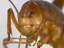 Truculent Camel Cricket - photo 4