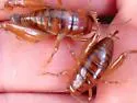 Truculent Camel Cricket - photo 5