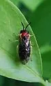Phrontosoma belfragei