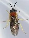 Phrontosoma belfragei - photo 2