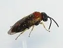 Phrontosoma belfragei - photo 4