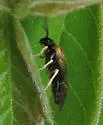 Phrontosoma belfragei - photo 5