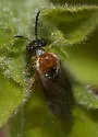 Phrontosoma usta - Phrontosoma usta