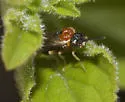 Phrontosoma usta - photo 2