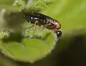 Phrontosoma usta - photo 3