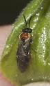 Phrontosoma usta - photo 4