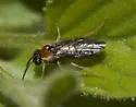 Phrontosoma usta - photo 5