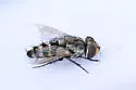 Phrosinella aurifacies - Phrosinella aurifacies