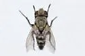 Phrosinella aurifacies - photo 2