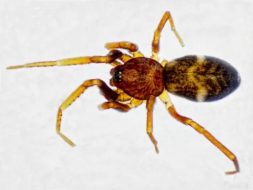 Phrurolithus festivus