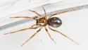 Phrurolithus pipensis