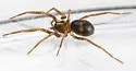 Phrurolithus pipensis - photo 2