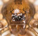 Phrurolithus pipensis - photo 3