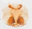 Phrurolithus pipensis - photo 4