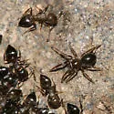 Phruronellus formica