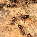 Phruronellus formica - photo 2
